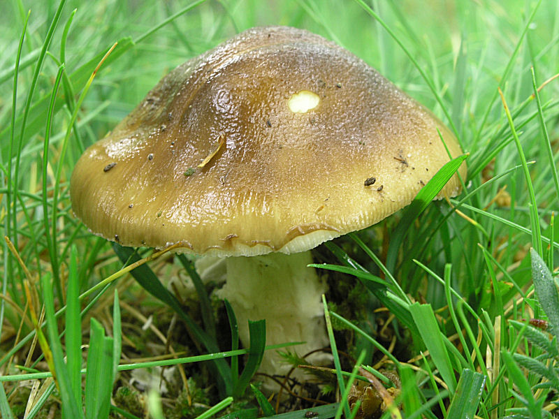 Amanita vaginata sottosezione Ovigerae: A. dryophila?